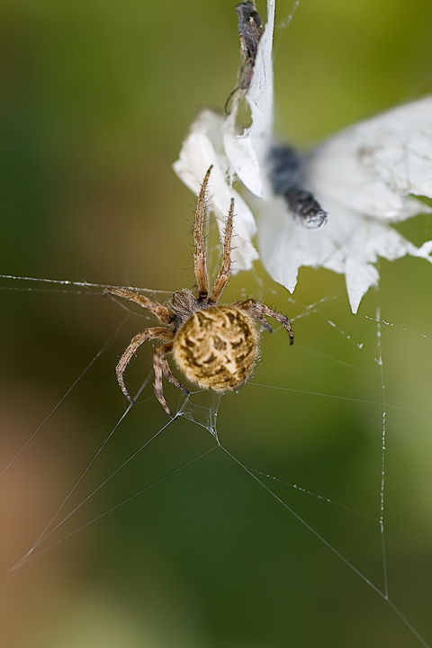 Agalenatea redii
